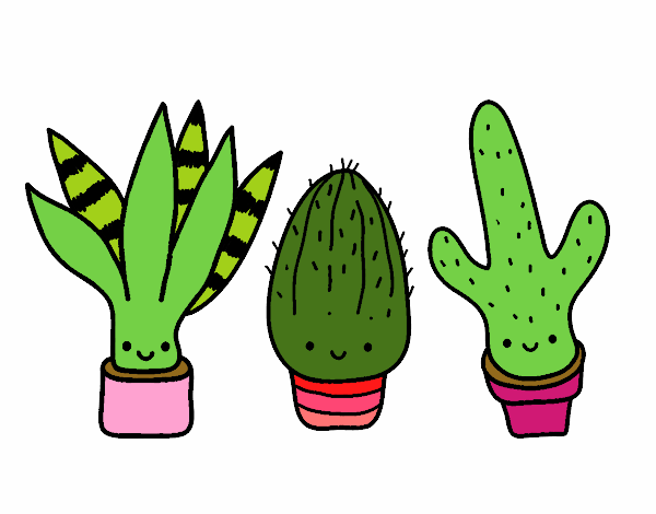 Mini cactus