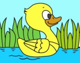 Patito de río