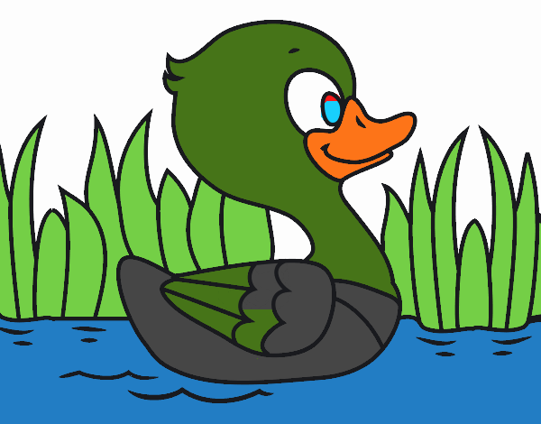 Patito de río