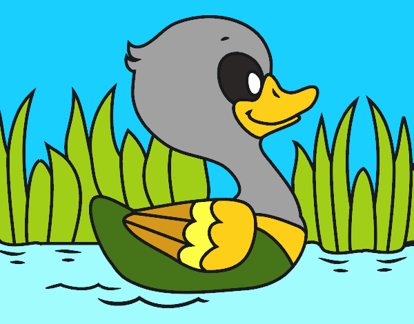 Patito de río