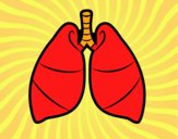 Pulmones