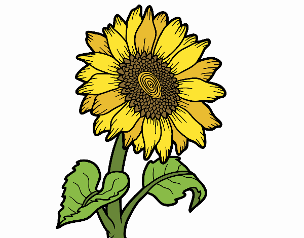 Dibujo de Un girasol pintado por en Dibujos.net el día 17-11-22 a las  16:07:34. Imprime, pinta o colorea tus propios dibujos!