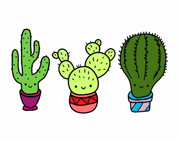 3 mini cactus