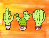 3 mini cactus