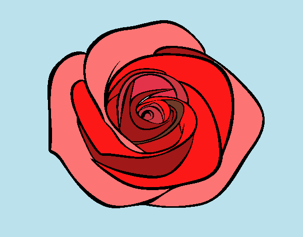 Flor de rosa