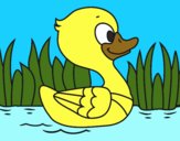 Patito de río