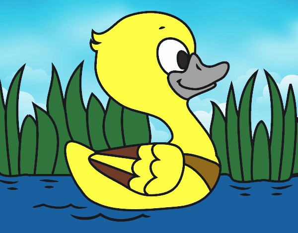 Patito de río