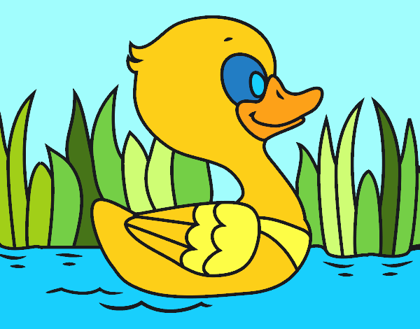 Patito de río