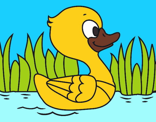 Patito de río