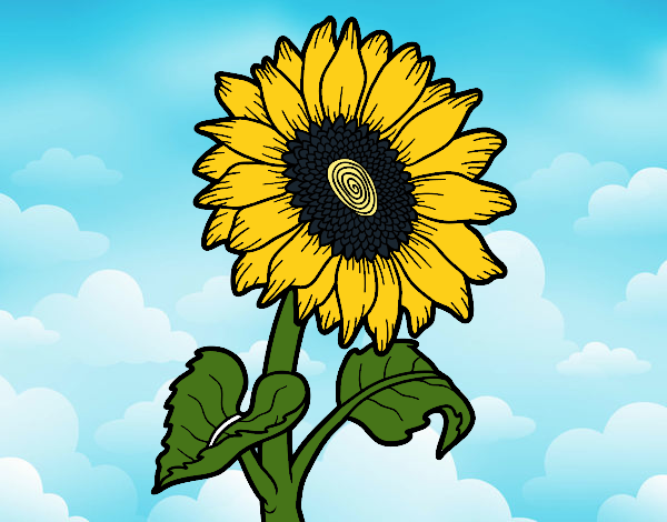 Flor de girasol