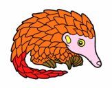 Pangolin