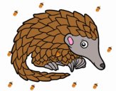 Pangolin