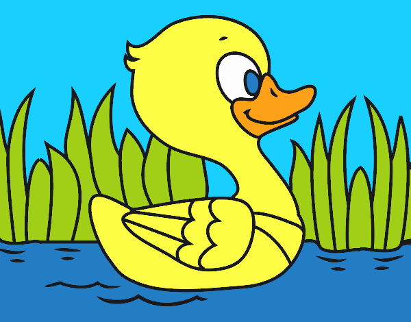 Patito de río