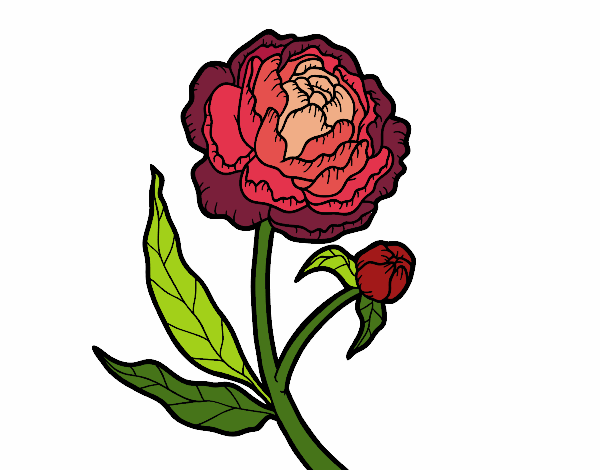 Dibujo de Peonia pintado por en  el día 28-11-22 a las 19:54:39.  Imprime, pinta o colorea tus propios dibujos!