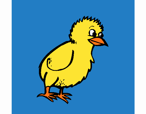 Pollito