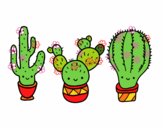 3 mini cactus