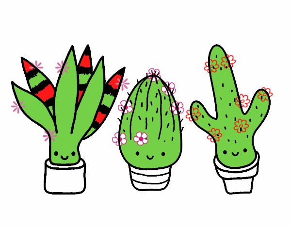 Mini cactus