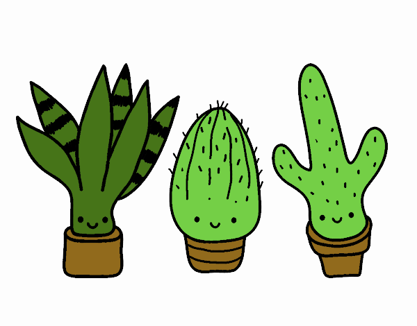 Mini cactus