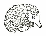 Pangolin