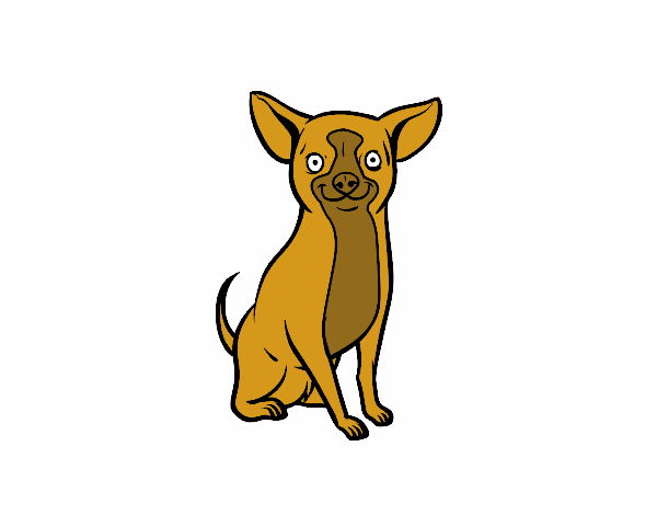 Perro chihuahua