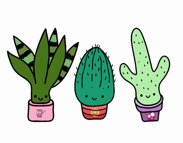 Mini cactus