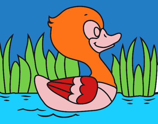 Patito de río