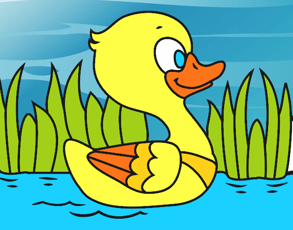 Patito de río