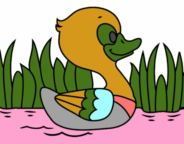 Patito de río