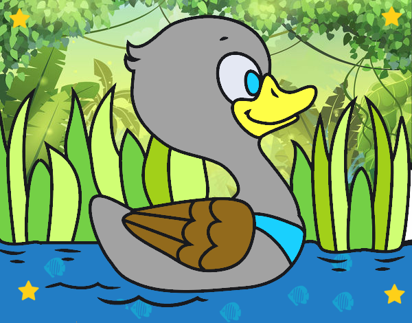 Patito de río