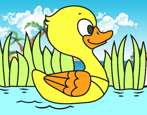 Patito de río