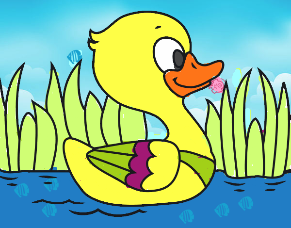 Patito de río