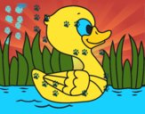 Patito de río