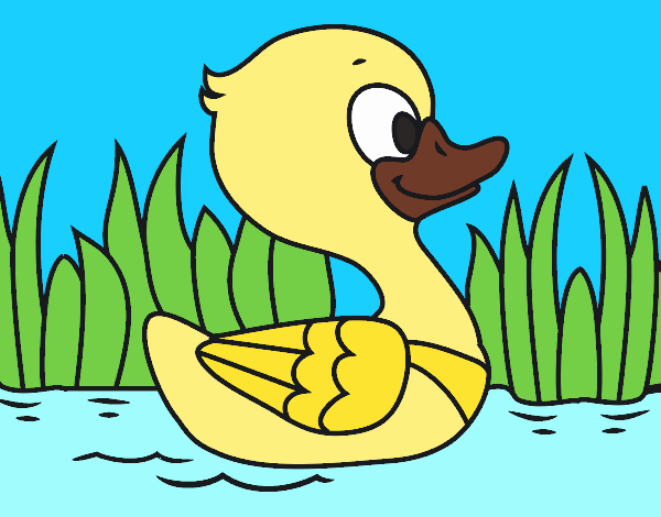 Patito de río