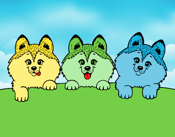 3 perritos