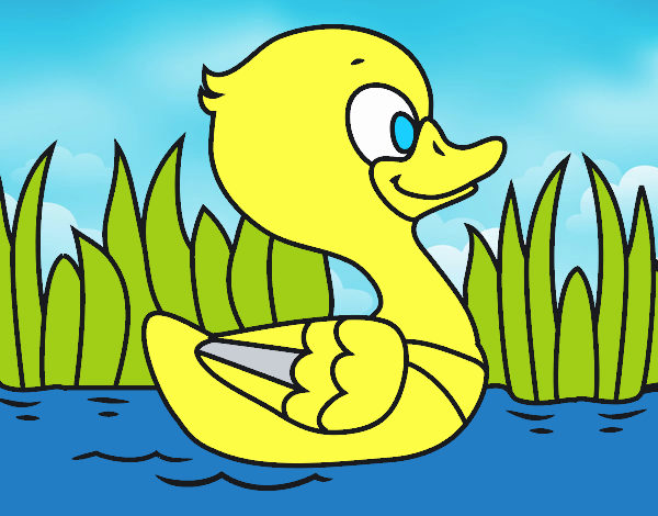 Patito de río