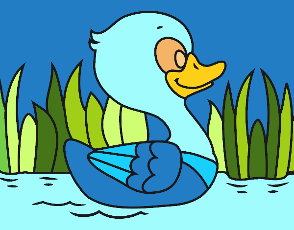 Patito de río