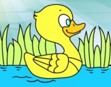 Patito de río