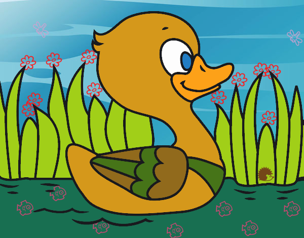 Patito de río