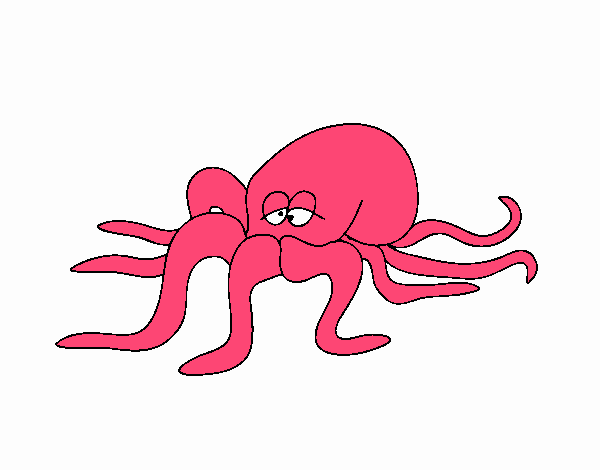 Pulpo