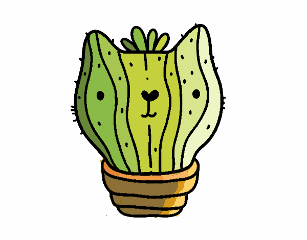 Cactus gato