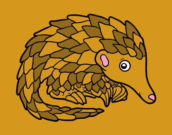 Pangolin