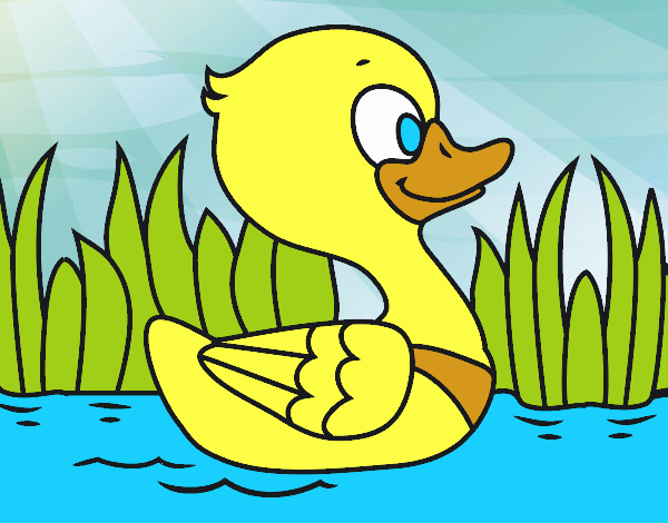 Patito de río