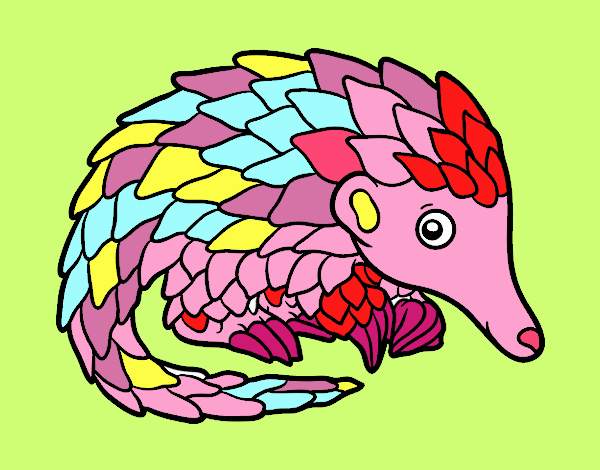 Pangolin