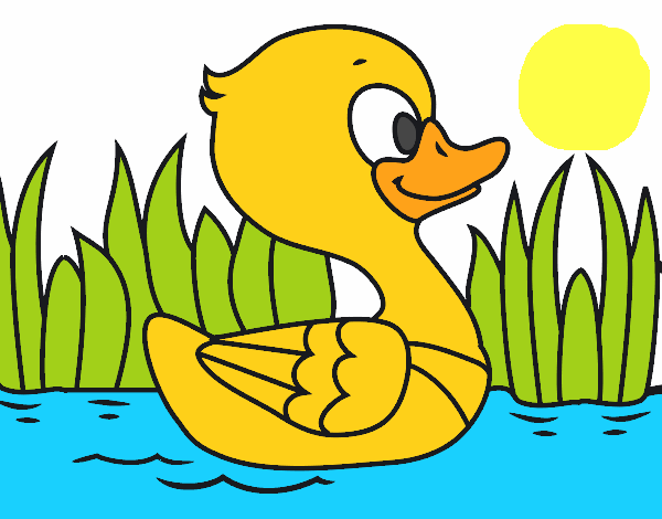 Patito de río