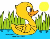 Patito de río