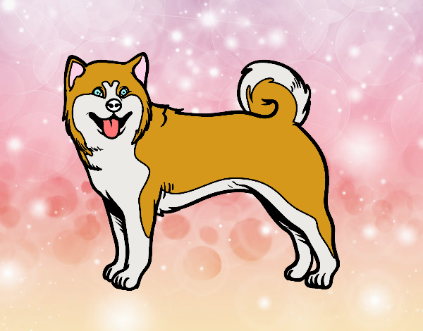 Perro Akita Inu