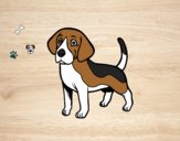 Perro Beagle