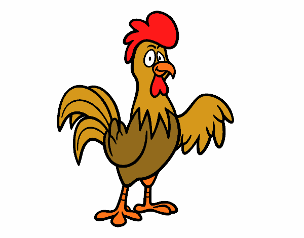 gallo de granja