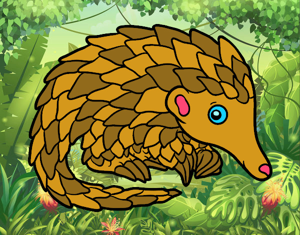 Pangolin