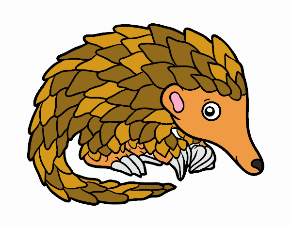 Pangolin